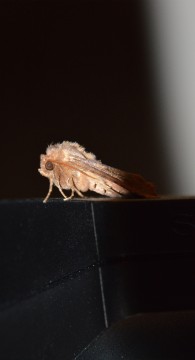 Moth shot with Nikon D3200 near 100% crop