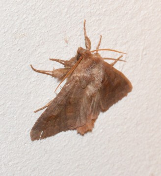 Moth shot with Nikon D3200 near 100% crop