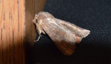 Moth shot with Nikon D3200 near 100% crop