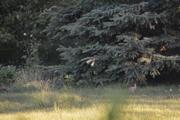 Cute bunny family