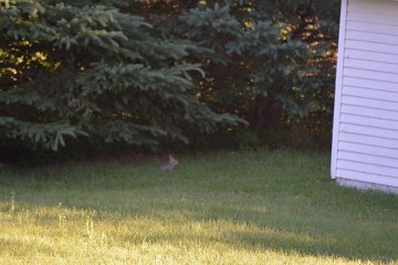 Cute bunny family