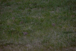 Cute tiny finch bird