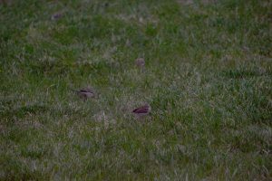 Group of cute finches