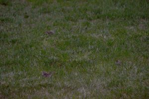 Group of cute finches
